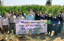 برگزاری روز مزرعه ارقام ذرت در گروه های مختلف رسیدگی شهرستان اسلامشهر